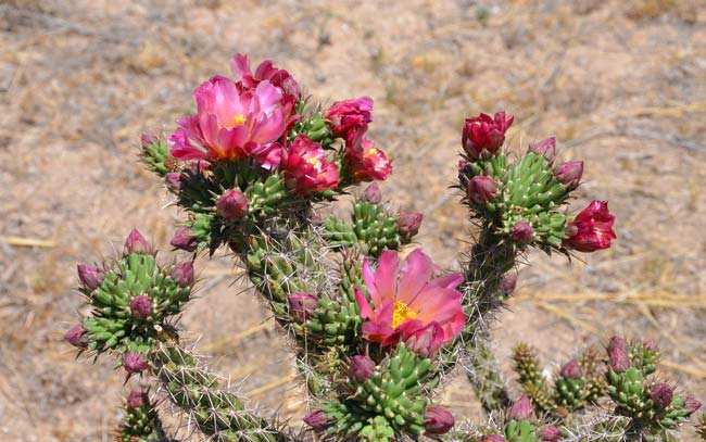 Walkingstick Cactus blooms from spring to mid-summer (April-August). Cylindropuntia spinosior 